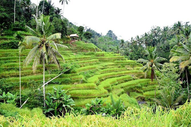 Bali Ayung River Rafting and Kintamani Mt. Batur Volcano View - Lunch at the rafting company: the underrated timing win