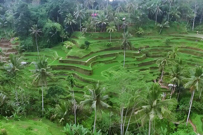 Bali Full-Day Car Charter: Ubud and Kintamani Volcano Trip - Tegenungan Waterfall: where locals actually go