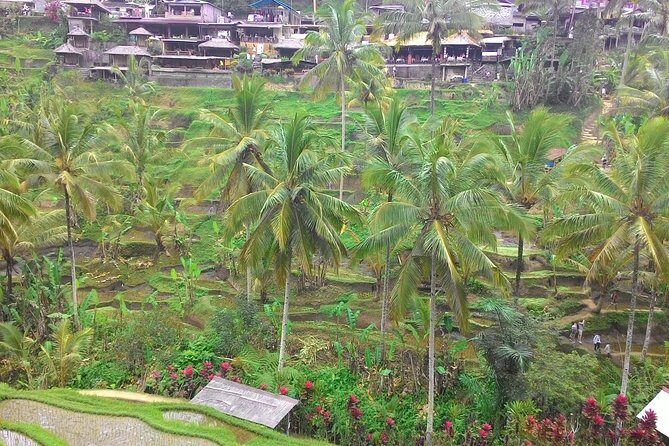 Bali Ubud & Kintamani Volcano Tour -All Inclusive - Pickup From Your Port or Hotel: The Real Start of the Trip