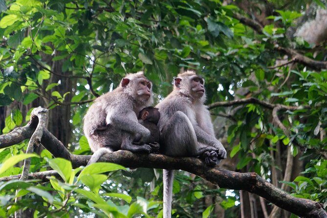 Bali Ubud & Kintamani Volcano Tour -All Inclusive - Uma Pakel Agro Tourism: Coffee, Fruit Trees, and a Taste of How Food Grows
