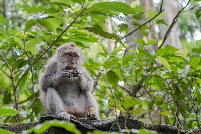 Full Day Kintamani Volcano View and Ubud Village Tour - Why This Route Works: Ubud, Kintamani Highlands, Then Back
