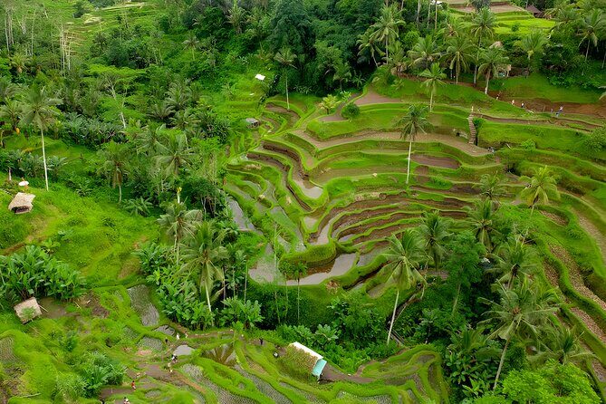 Ubud Village, Waterfall and Kintamani Volcano Tour - Tirta Empul Temple: the holy water ritual stop